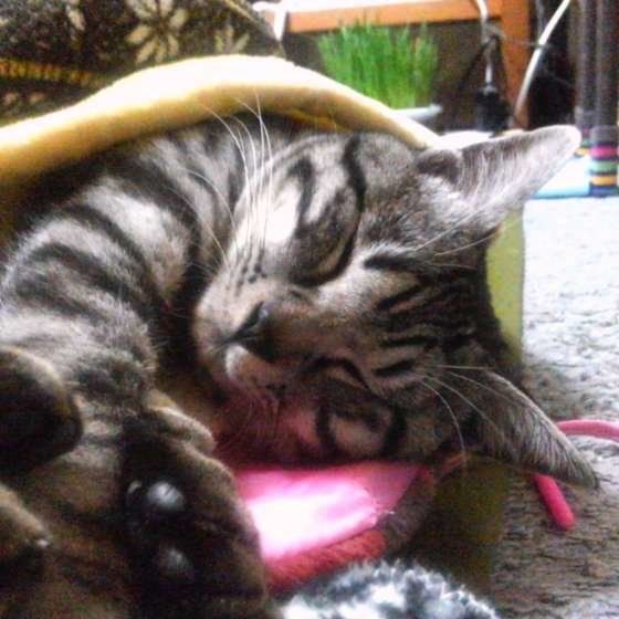 布団であたたまるサバトラ