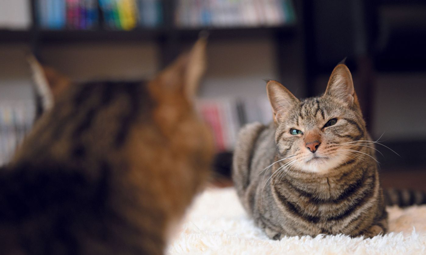 猫と目があったら ゆっくり まばたき を 猫が 目を細めて 見つめてくる理由 ねこのきもちweb Magazine 猫と目があったら ゆっくり まばたき を 猫が 目を細めて 見つめてくる理由 ねこのきもちweb Magazine