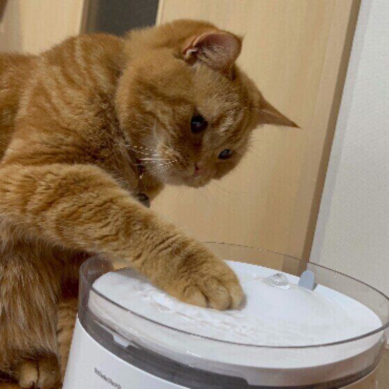 スコティッシュフォールドのこむぎ。くん