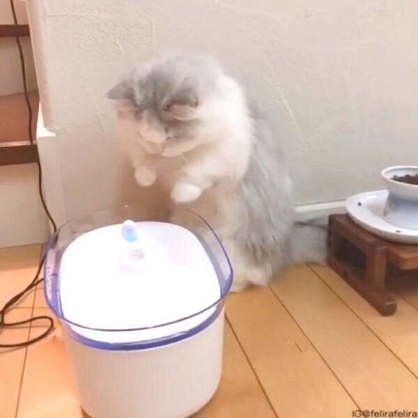 自動給水器が気になるるうちゃん