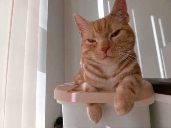 ゴミ箱の上が好きなアメリカンショートヘア