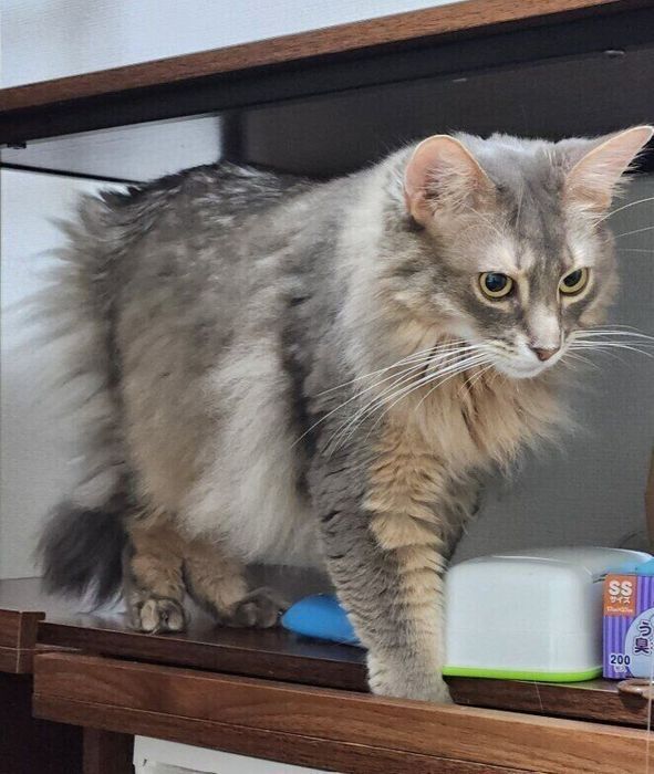 おもちゃを狙っているソマリ
