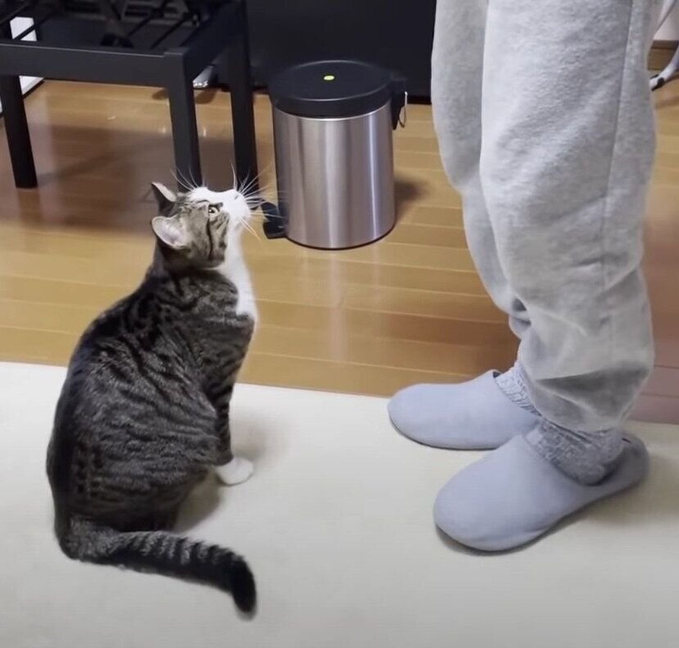 ニャーン の鳴き声がかわい過ぎる猫 パパさんに抱っこされたくて必死な姿がかわいい ねこのきもちweb Magazine ニャーン の鳴き声がかわい過ぎる猫 パパさんに抱っこされたくて必死な姿がかわいい ねこのきもちweb Magazine