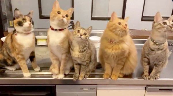 仲良く並ぶしじみちゃんと先住猫