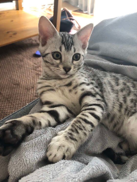 ベンガルのアダンくん