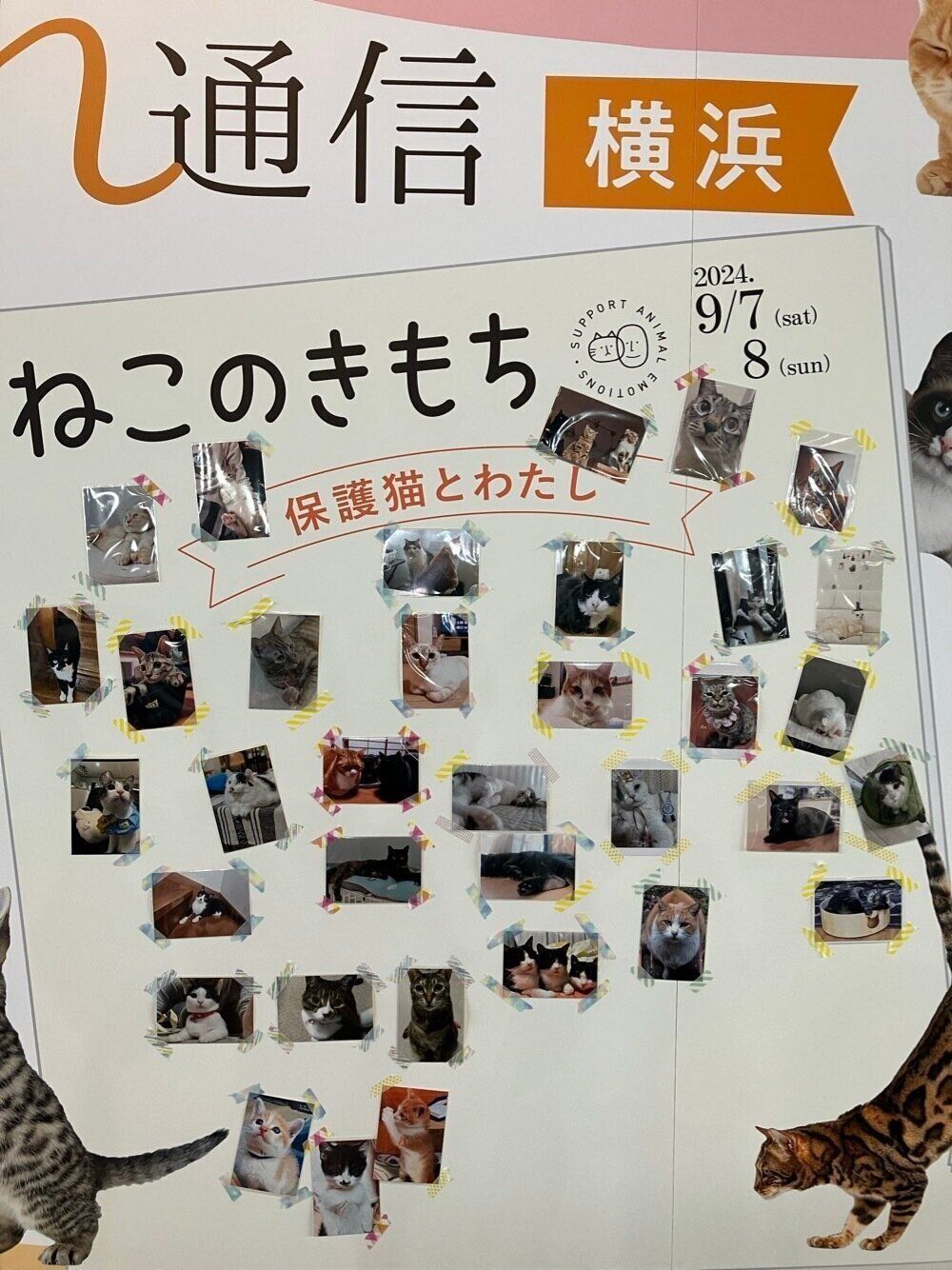 保護猫とわたし