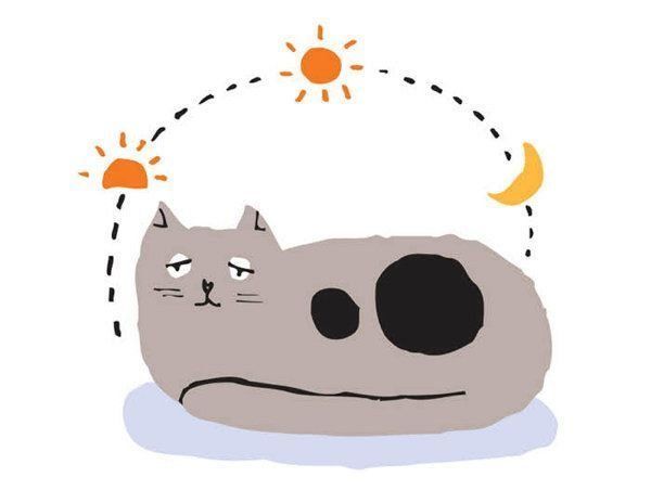 飼い主さんが気になる"おひとり猫"に関するアレコレ