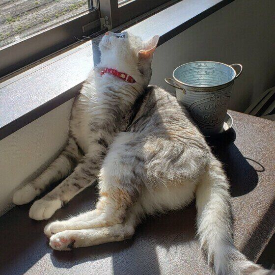 窓際でくつろぐMIXの女の子