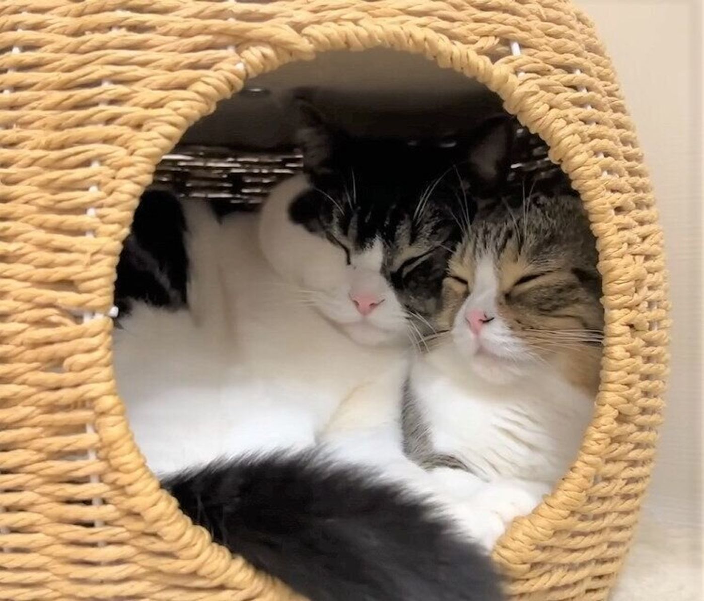 パパ猫が大好きな息子猫 親子でギュウギュウになる様子がかわいい ねこのきもちweb Magazine パパ猫が大好きな息子猫 親子でギュウギュウになる様子がかわいい ねこのきもちweb Magazine