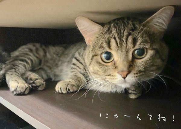 名演技をするびすくん