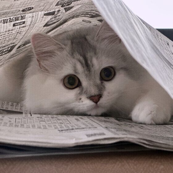 新聞の間にはさまるラガマフィン