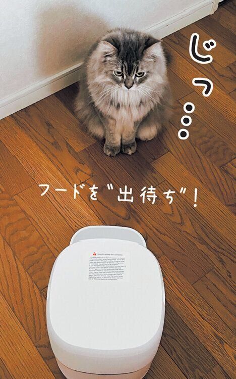 サイベリアンのるかくん