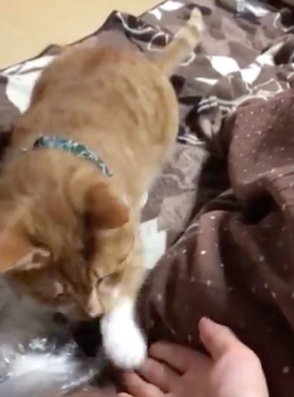 お手をするちくわちゃん