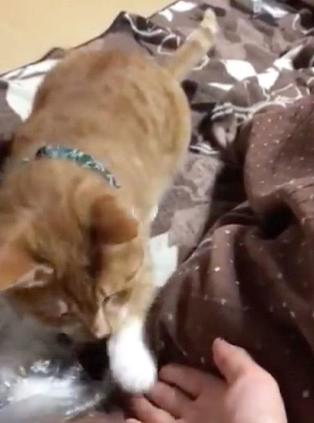 猫に何度もお手を要求してみたら 賢すぎる対応 に思わず爆笑 ねこのきもちweb Magazine 猫に何度もお手を要求してみたら 賢すぎる対応 に思わず爆笑 ねこのきもちweb Magazine