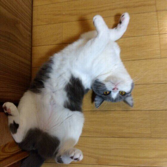 ブリティッシュショートヘアのききちゃん