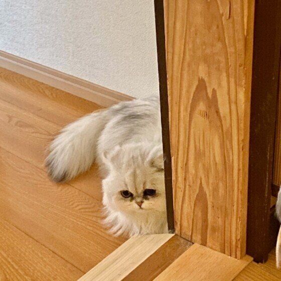 飼い主さんを待ち伏せするペルシャ