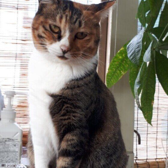 ミケのミィーちゃん