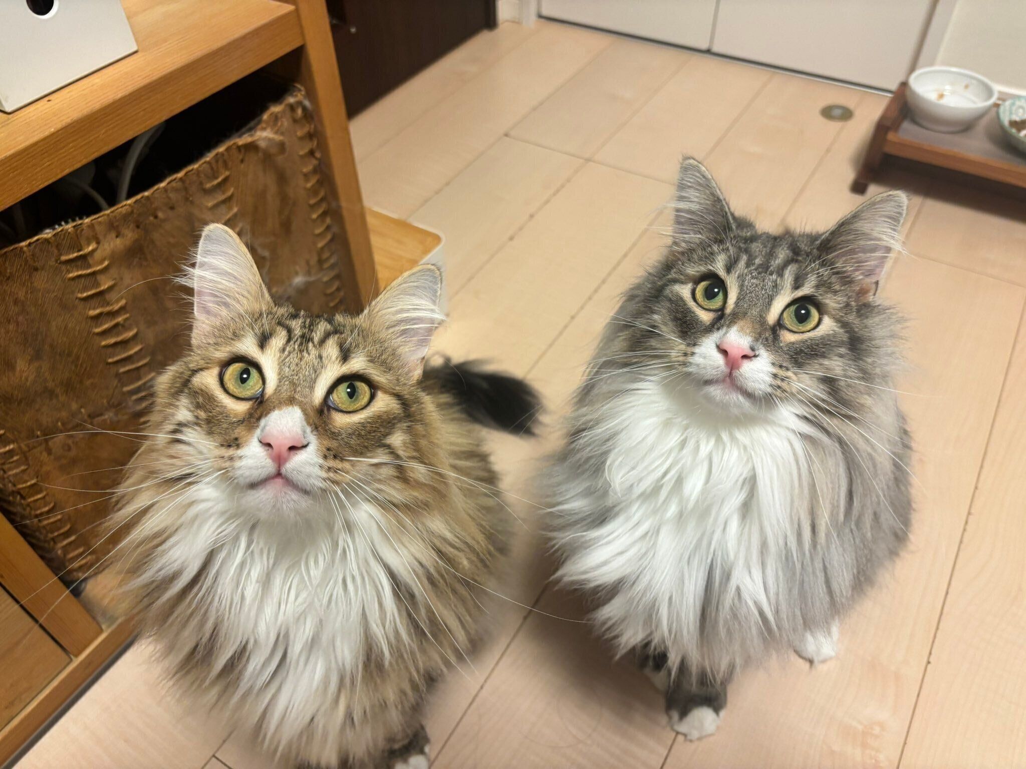 お迎え当初は体重が2kgだった生後4カ月の子猫→4年後には体重が3倍に