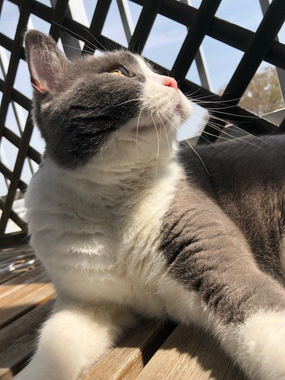 ひなたぼっこするブリティッシュショートヘア