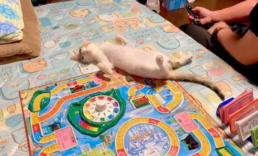 寝落ちしてしまったおこげちゃん