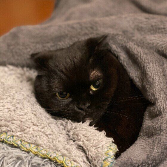 スコティッシュフォールドのはなちゃん