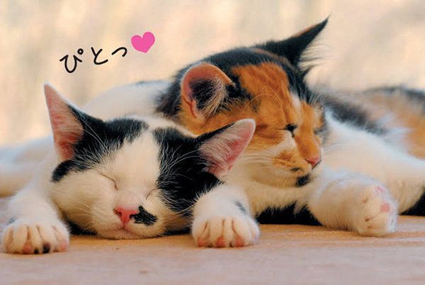 寄り添う猫／「ねこのきもち」2016年11月号