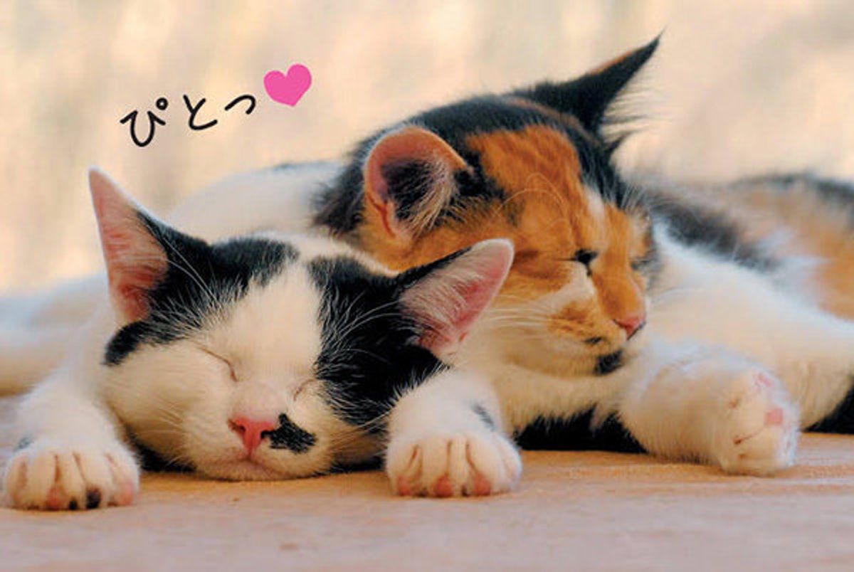 冬に見られるから観察してみて 猫の 行動 の変化4つ 知ってる ねこのきもちweb Magazine 冬に見られるから観察してみて 猫の 行動 の変化4つ 知ってる ねこのきもちweb Magazine