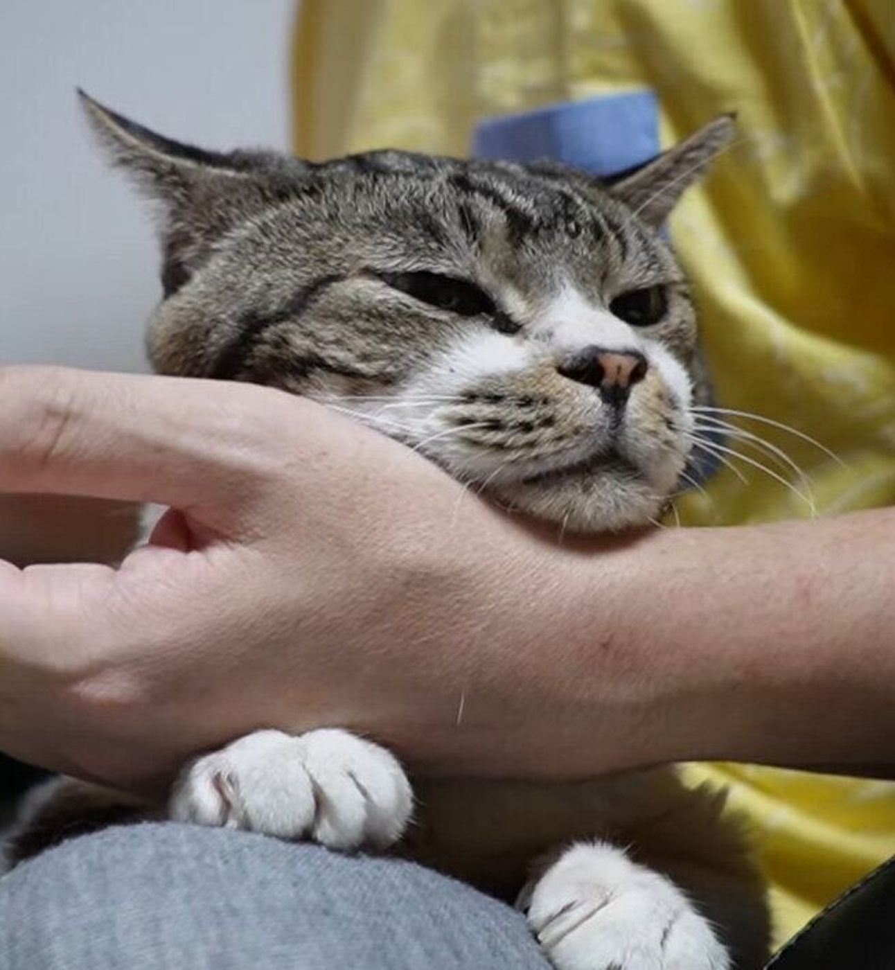 パパさんは僕のもの どこにいても腕枕してもらいたい甘えん坊猫 ねこのきもちweb Magazine パパさんは僕のもの どこにいても腕枕してもらいたい甘えん坊猫 ねこのきもちweb Magazine