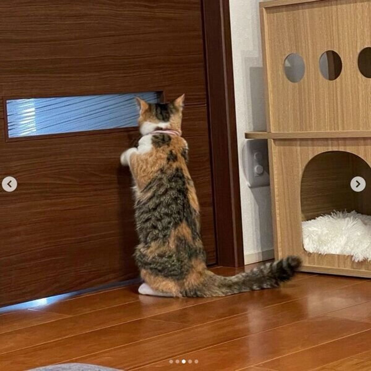 玄関を真剣にのぞき見る子猫が可愛い でも飼い主がちょっぴり 恐怖 を感じてしまうワケ ねこのきもちweb Magazine 玄関を真剣にのぞき見る子猫が可愛い でも飼い主がちょっぴり 恐怖 を感じてしまうワケ ねこのきもちweb Magazine