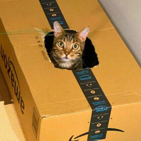 段ボール箱に入るマンチカン