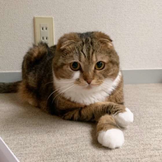 スコティッシュフォールド