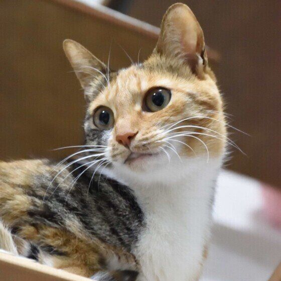 まんまるな目が可愛い三毛猫