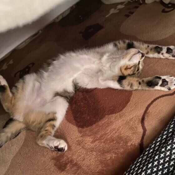 こたつの中でヘソ天するキジトラのここあちゃん