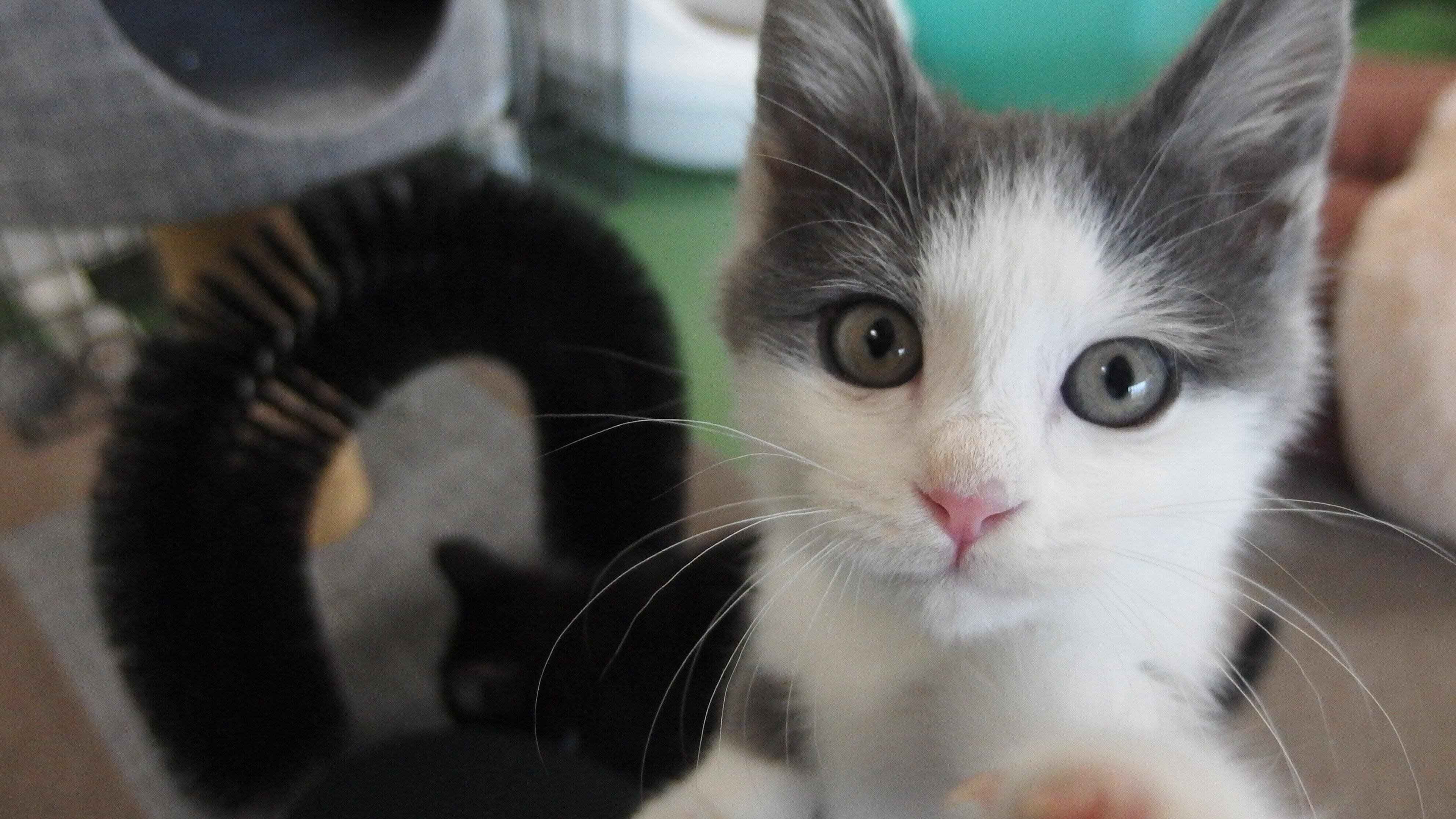青森県動物愛護センター