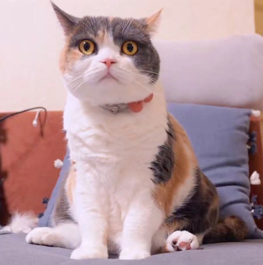 ちょこんと座るみゅーちゃん