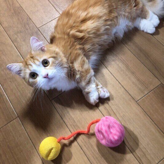 ボールで遊ぶ猫