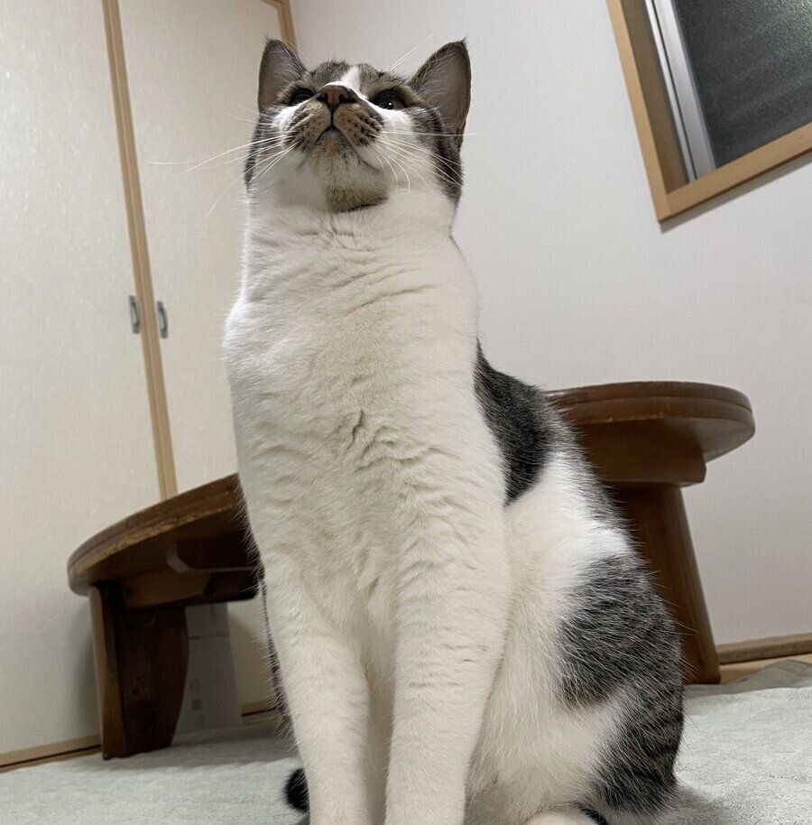 背筋を伸ばして座るでんすけくん