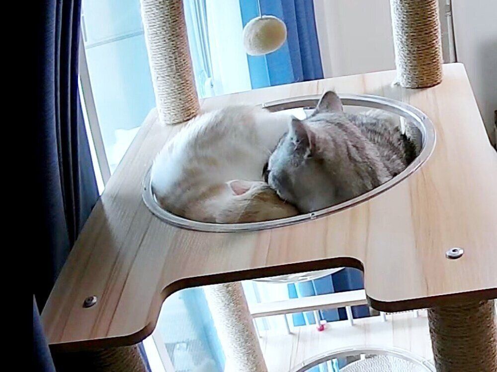 透明ハンモックにぴったりと収まるきなこちゃん（左）とコタローくん（右）