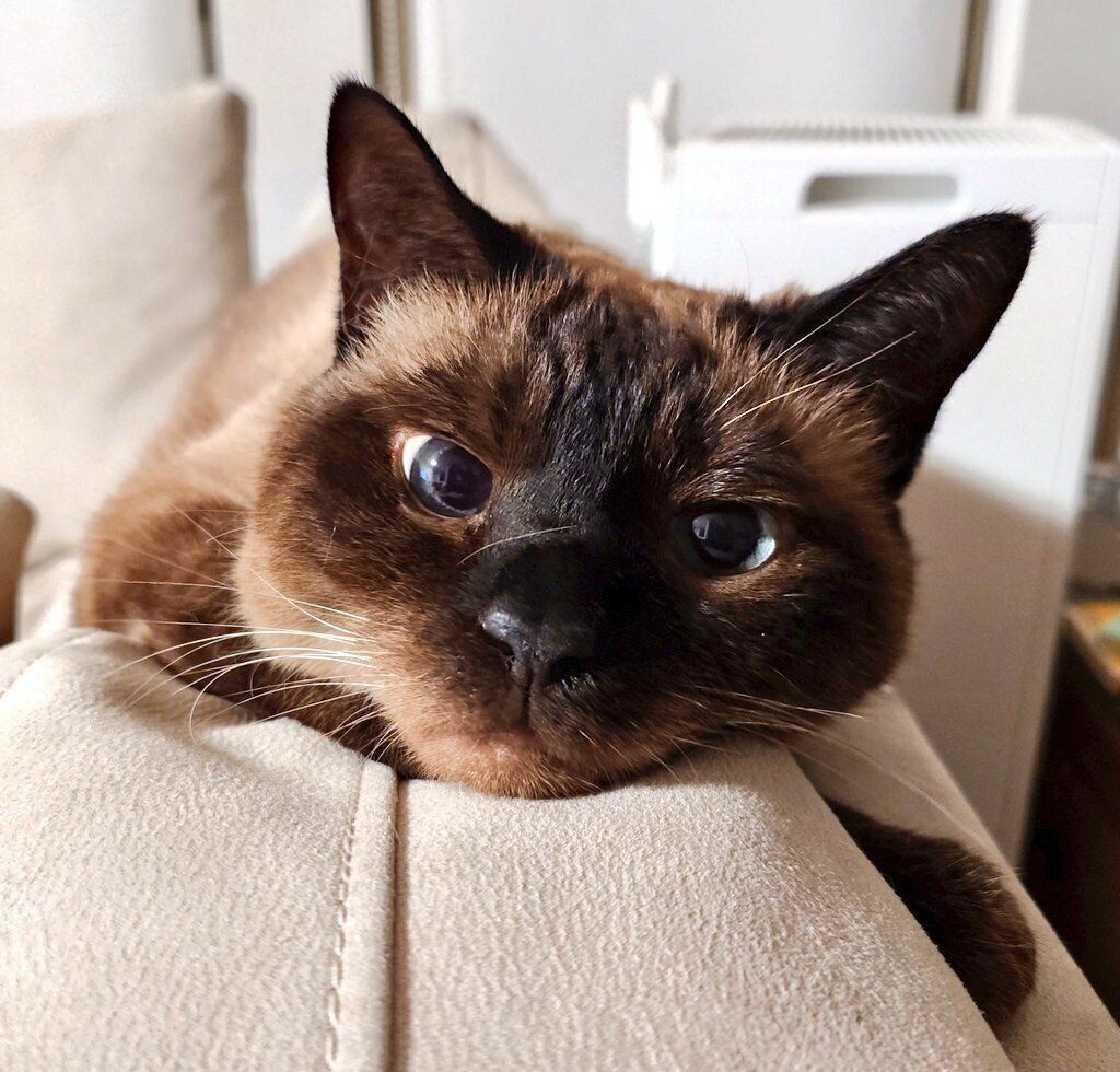 ソファでまったりするルシウスくん