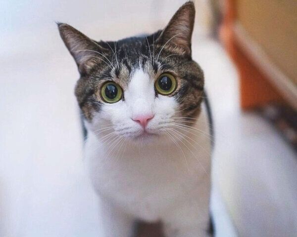 見つめるソラくん