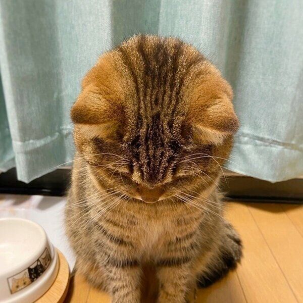 「無言の圧」をかけてくるどんぐりくん