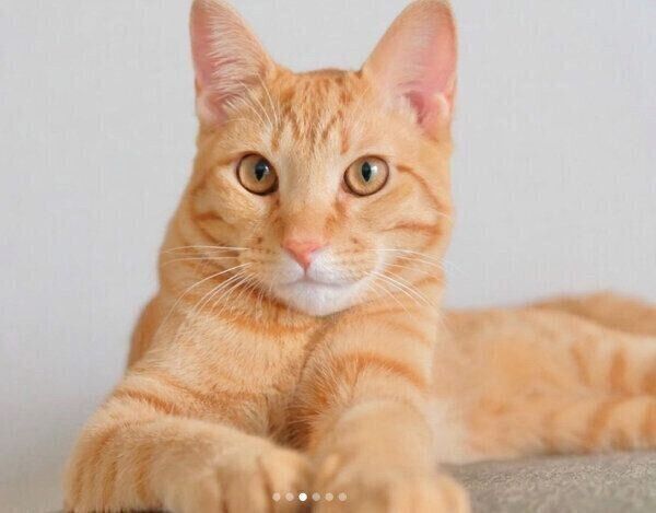 キリッとキメ顔をするみゃおちゃん