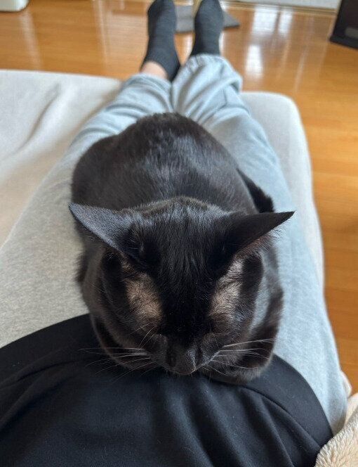 飼い主の体の上でくつろぐ猫