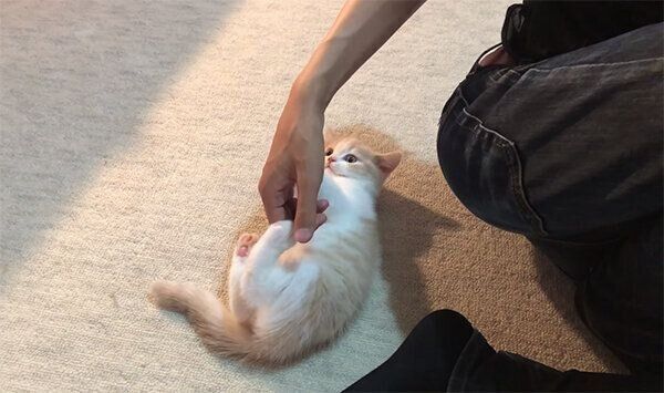 飼い主さんの手にじゃれつくてんぷらくん