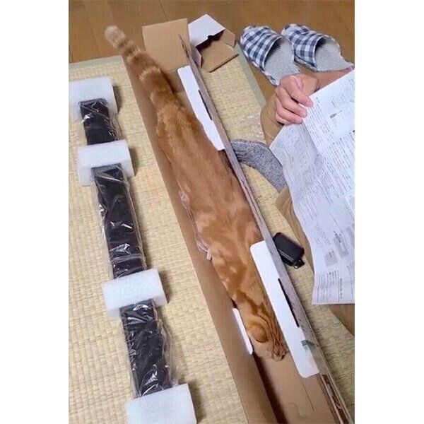 空き箱にジャストフィットするふくくん