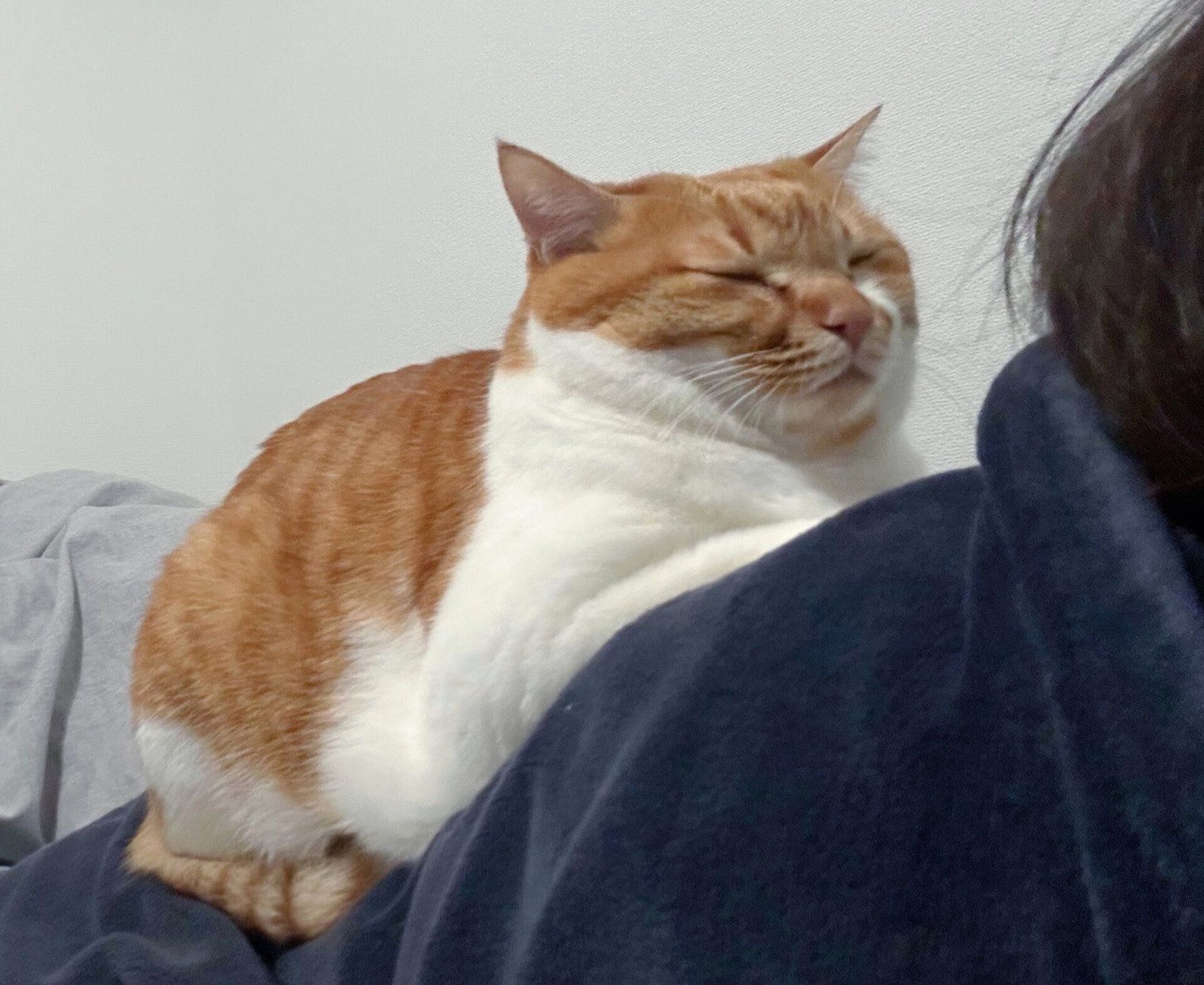 飼い主さんの背中に乗るきなこくん