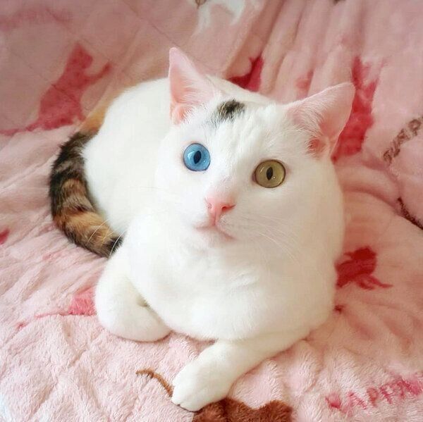 くつろぐはなちゃん