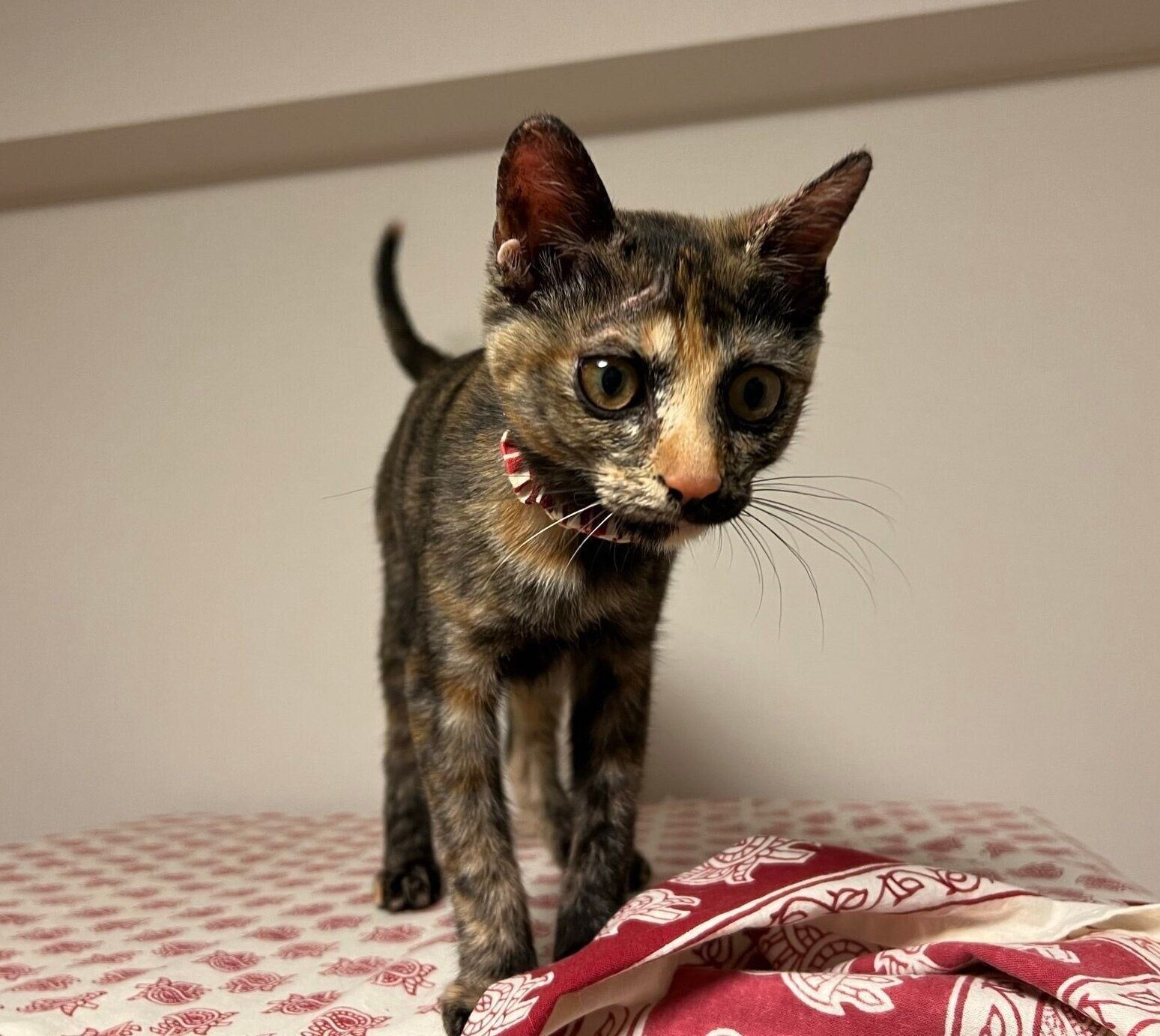 子猫時代のきぬちゃん