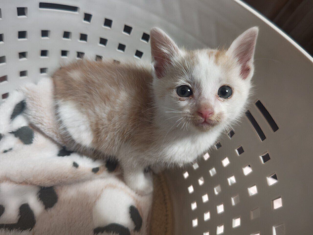 生後1カ月半の子猫