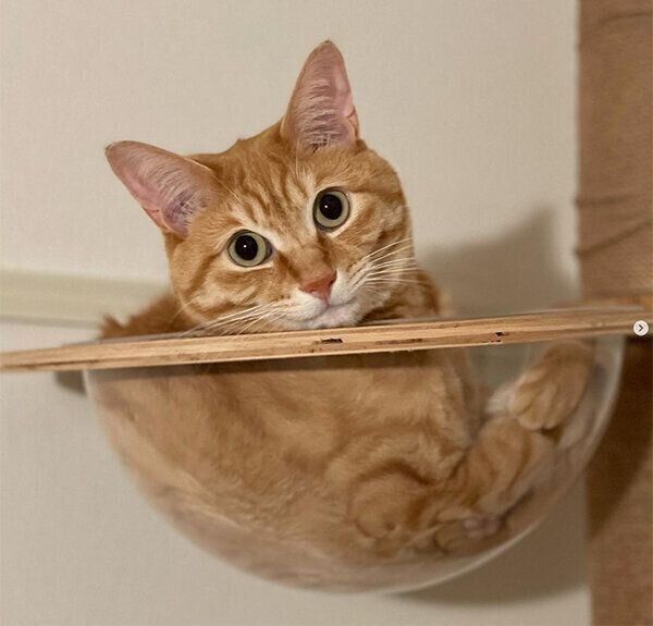 見つめる琥太郎くん